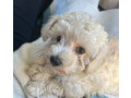 purebred-whitecream-toy-poodle-puppy-dog-female-black-cavoodle-small-0