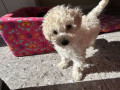 purebred-whitecream-toy-poodle-puppy-dog-female-black-cavoodle-small-1