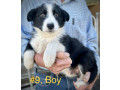 pure-bred-border-collie-pups-ready-for-new-owner-small-2