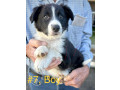 pure-bred-border-collie-pups-ready-for-new-owner-small-1