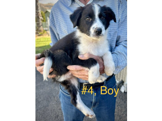 Pure bred border collie pups ready for new owner