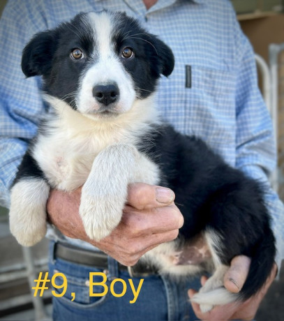 pure-bred-border-collie-pups-ready-for-new-owner-big-2