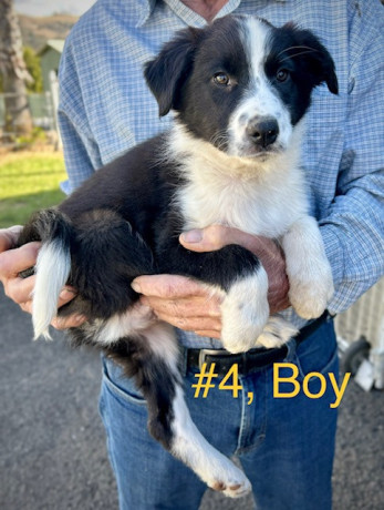 pure-bred-border-collie-pups-ready-for-new-owner-big-0