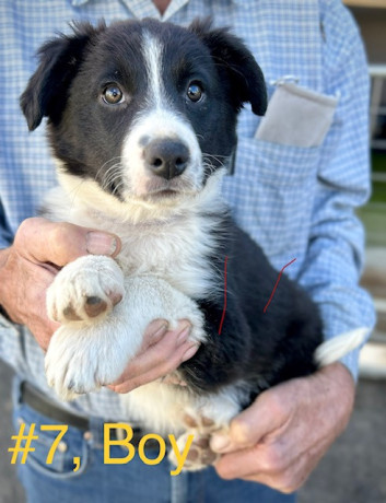 pure-bred-border-collie-pups-ready-for-new-owner-big-1