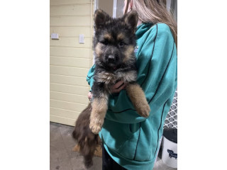 Purebred German Shepherd Puppies AVAILABLE NOW