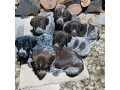 german-shorthaired-pointer-gsp-pups-pedigree-pure-bred-100-with-certificates-of-proof-small-1