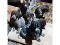german-shorthaired-pointer-gsp-pups-pedigree-pure-bred-100-with-certificates-of-proof-small-2
