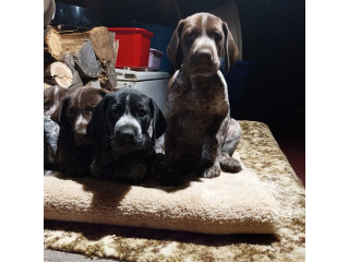 German Shorthaired Pointer. GSP Pups - Pedigree Pure-bred. 100% with certificates of proof.