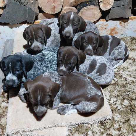 german-shorthaired-pointer-gsp-pups-pedigree-pure-bred-100-with-certificates-of-proof-big-1