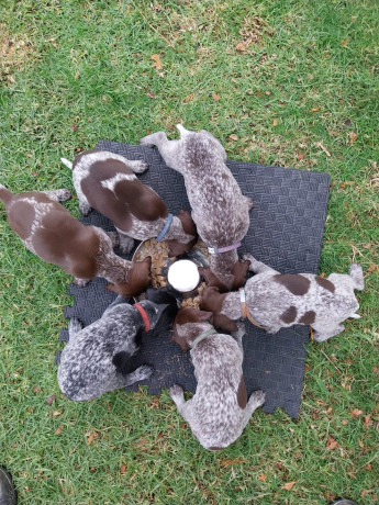german-shorthaired-pointer-gsp-pups-pedigree-pure-bred-100-with-certificates-of-proof-big-3