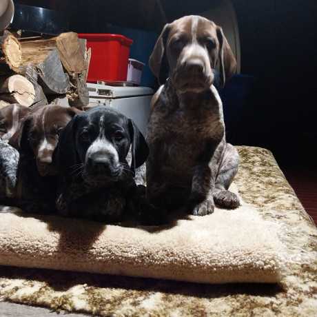 german-shorthaired-pointer-gsp-pups-pedigree-pure-bred-100-with-certificates-of-proof-big-0