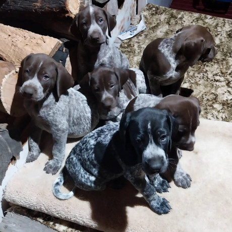 german-shorthaired-pointer-gsp-pups-pedigree-pure-bred-100-with-certificates-of-proof-big-2