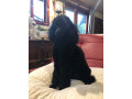 black-toy-poodle-pup-pure-bred-small-3