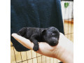 black-toy-poodle-pup-pure-bred-small-2