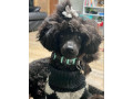 black-toy-poodle-pup-pure-bred-small-0