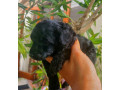 black-toy-poodle-pup-pure-bred-small-1
