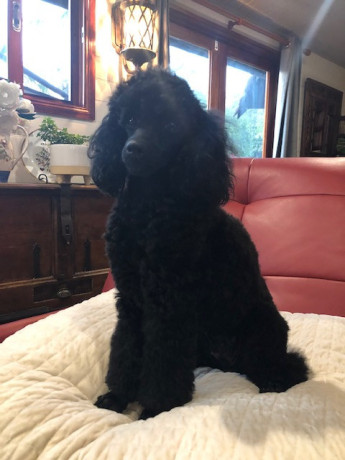 black-toy-poodle-pup-pure-bred-big-3