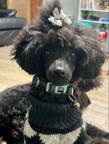black-toy-poodle-pup-pure-bred-big-0