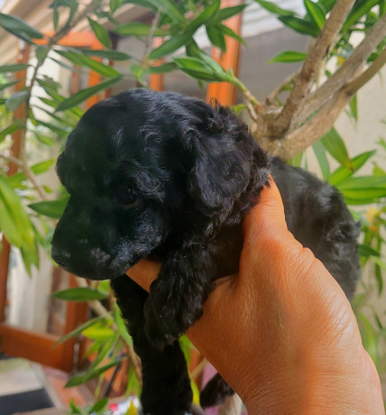 black-toy-poodle-pup-pure-bred-big-1