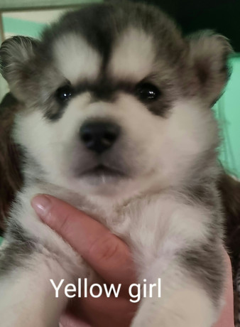 alaskan-malamute-x-siberian-husky-puppies-big-3