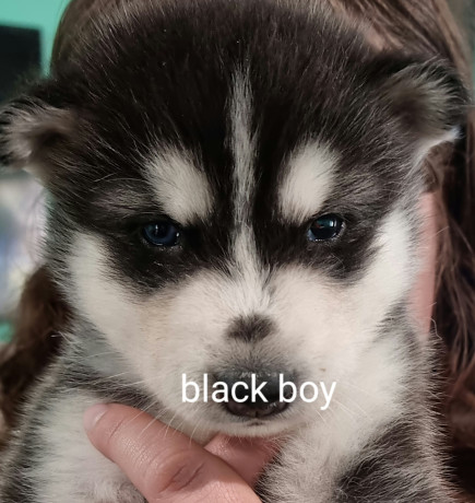 alaskan-malamute-x-siberian-husky-puppies-big-1