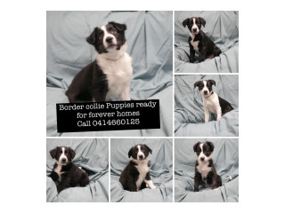 Pure bred border collie puppies ready for forever homes