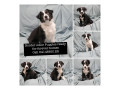 pure-bred-border-collie-puppies-ready-for-forever-homes-small-0