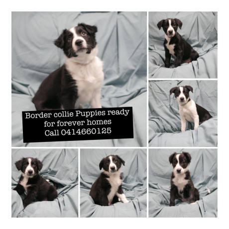 pure-bred-border-collie-puppies-ready-for-forever-homes-big-0