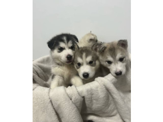 3 Puppies left! Ready to go to their fur-ever homes
