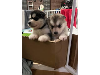 Alaskan Malamute Puppies ( Born 27th May )