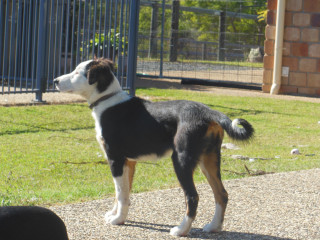 Kind ,Intelligent, active,Border Collie male.looking for a acreage home