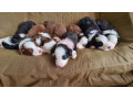9-beautiful-puppies-ready-for-their-new-homes-on-the-22nd-of-july-small-0