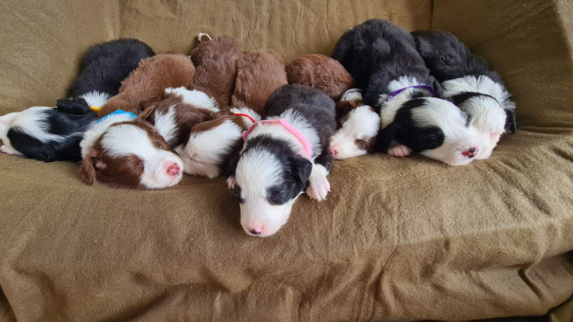 9-beautiful-puppies-ready-for-their-new-homes-on-the-22nd-of-july-big-0