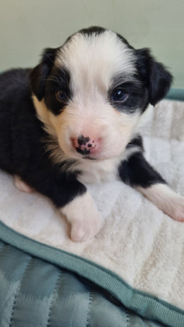 9-beautiful-puppies-ready-for-their-new-homes-on-the-22nd-of-july-big-3
