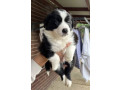 border-collie-puppies-small-4