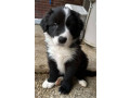 border-collie-puppies-small-1