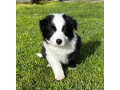 border-collie-puppies-small-0