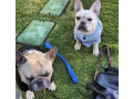 french-bulldog-pups-for-sale-small-0