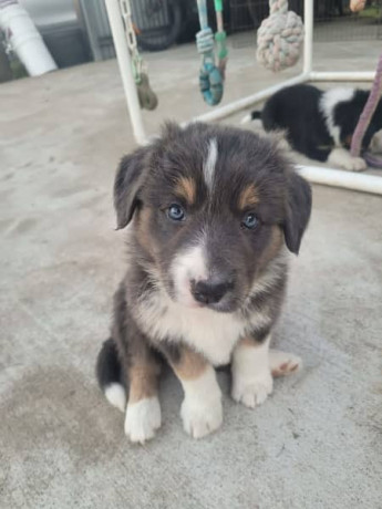 pure-bred-border-collie-puppies-big-7