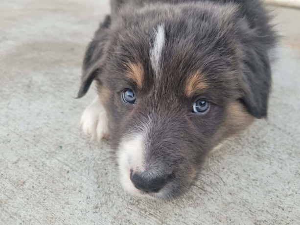 pure-bred-border-collie-puppies-big-8