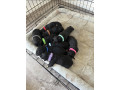 pure-bred-german-shepherd-puppies-will-be-ready-to-go-to-their-forever-homes-from-the-11823-onwards-small-0