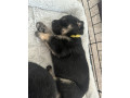 pure-bred-german-shepherd-puppies-will-be-ready-to-go-to-their-forever-homes-from-the-11823-onwards-small-2