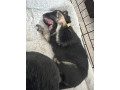pure-bred-german-shepherd-puppies-will-be-ready-to-go-to-their-forever-homes-from-the-11823-onwards-small-1