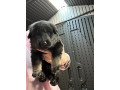 pure-bred-german-shepherd-puppies-will-be-ready-to-go-to-their-forever-homes-from-the-11823-onwards-small-3