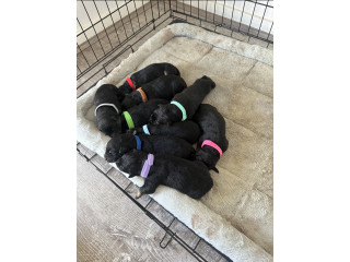 Pure bred German Shepherd puppies will be ready to go to their forever homes from the 11/8/23 onwards.