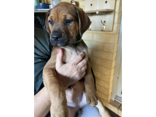 BULLMASTIFF x PUPPIES - Only 3 left now, (10 weeks old), ready for their pawever home now, mum & dad are also here for you to pat !!