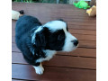 border-collie-puppies-small-6