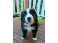 border-collie-puppies-small-2
