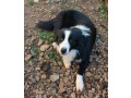 border-collie-puppies-small-8