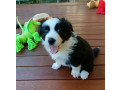 border-collie-puppies-small-5